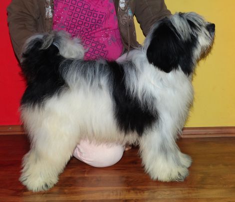 Rabia of Kari Tibetian Shine Rabia of Kari Tibetian Shine