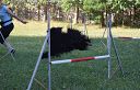 Agility Boo - Norbu