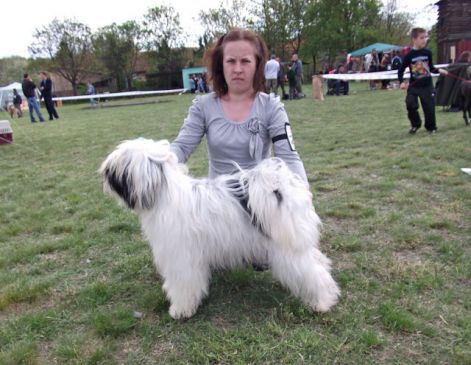 CAC Sombor 2012 Earl of Darkness, Open class male, CAC Judge: Miodrag Mile Nikic