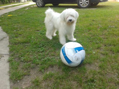 Snowhite Snowhite of Kari Tibetian Shine