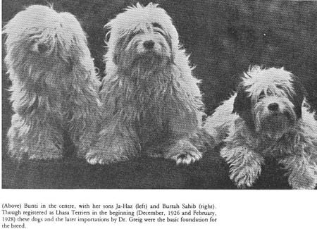 tibetan terrier Tibetan terrier